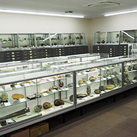 標本展示